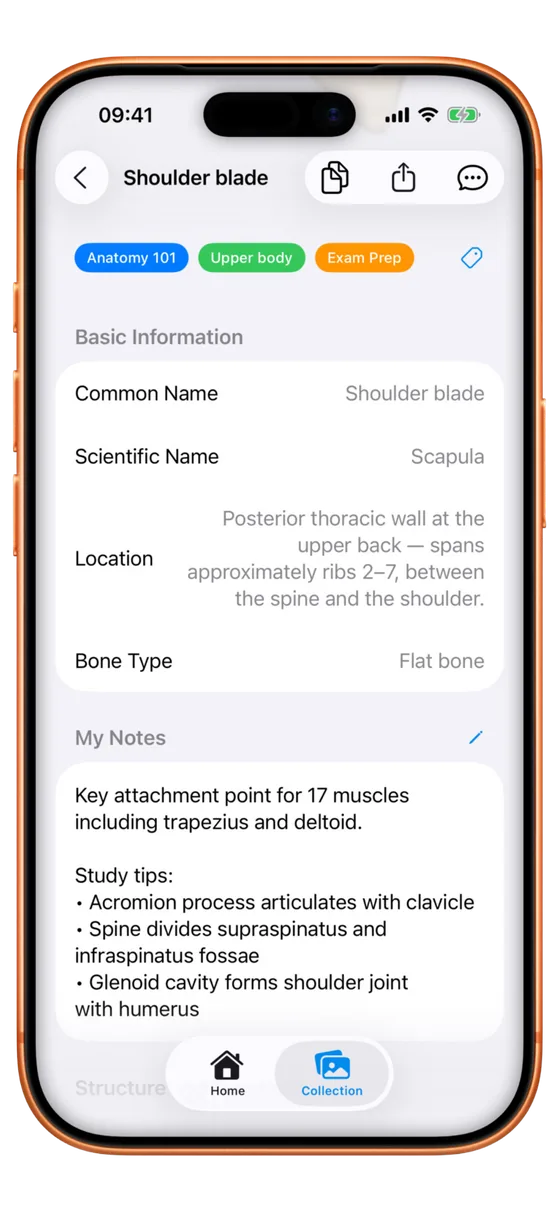 Appli Osteo+ affichant le résultat d'identification d'une scapula avec les détails anatomiques